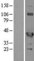 ls008666 eif3s4 eif3g human over expression lysates nm 003755 wb testing 1