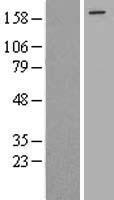 ls008672 eif4gii eif4g3 human over expression lysates nm 003760 wb testing 1