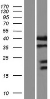 ls008675 syntaxin 16 stx16 human over expression lysates nm 001134773 wb testing 4