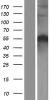 Beclin 1 (BECN1) Human Over-expression Lysates NM_003766
