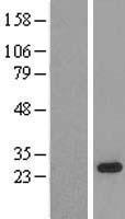 SFRS9 (SRSF9) Human Over-expression Lysates NM_003769