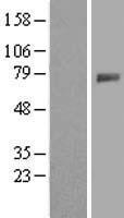 ls008693 galnt4 human over expression lysates nm 003774 wb testing 1
