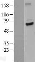 CDC23 Human Over-expression Lysates NM_004661
