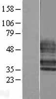 EDG6 (S1PR4) Human Over-expression Lysates NM_003775