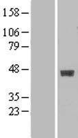 ls008705 b3galt4 human over expression lysates nm 003782 wb testing 1