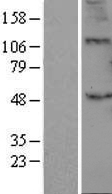 ls008707 b3galt2 human over expression lysates nm 003783 wb testing 1