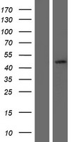ls008710 serpinb7 human over expression lysates nm 001040147 wb testing 2