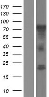 ls008715 nol4 human over expression lysates nm 001198546 wb testing 1