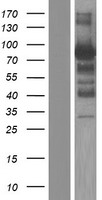 ls008715 nol4 human over expression lysates nm 001198547 wb testing 2