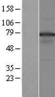 ls008715 nol4 human over expression lysates nm 003787 wb testing 3