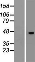 DR3 (TNFRSF25) Human Over-expression Lysates NM_003790