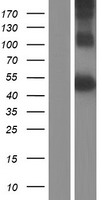 DR3 (TNFRSF25) Human Over-expression Lysates NM_148966