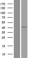 DR3 (TNFRSF25) Human Over-expression Lysates NM_148967
