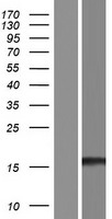 EDF1 Human Over-expression Lysates NM_153200