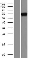 C19orf2 (URI1) Human Over-expression Lysates NM_003796