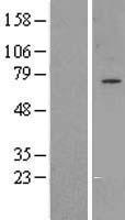 GPAA1 Human Over-expression Lysates NM_003801