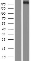 MYOM1 Human Over-expression Lysates NM_003803