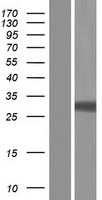 APRIL (TNFSF13) Human Over-expression Lysates NM_001198624