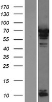ls008761 pabpc4 human over expression lysates nm 003819 wb testing 1