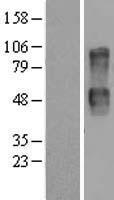 CD164 Human Over-expression Lysates NM_006016