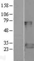 FADD Human Over-expression Lysates NM_003824