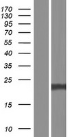 SNAP23 Human Over-expression Lysates NM_130798