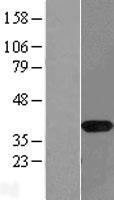 NAPG Human Over-expression Lysates NM_003826