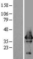 ls008775 alpha snap napa human over expression lysates nm 003827 wb testing 1