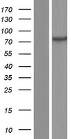 ls008776 mtmr1 human over expression lysates nm 003828 wb testing 1