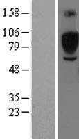 SIGLEC5 Human Over-expression Lysates NM_003830