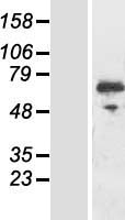 ls008780 riok3 human over expression lysates nm 145906 wb testing 1