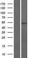 RGS11 Human Over-expression Lysates NM_183337