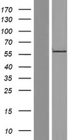 RGS9 Human Over-expression Lysates NM_001165933