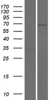 FPGT Human Over-expression Lysates NM_003838