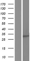 ls008799 pex11b human over expression lysates nm 001184795 wb testing 1