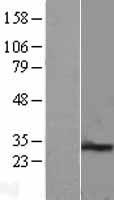ls008799 pex11b human over expression lysates nm 003846 wb testing 2
