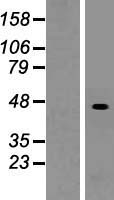 ls008801 suclg2 human over expression lysates nm 003848 wb testing 2