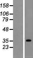 ls008802 suclg1 human over expression lysates nm 003849 wb testing 1