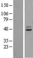 SUCLA2 Human Over-expression Lysates NM_003850