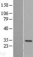 ls008813 dpm1 human over expression lysates nm 003859 wb testing 1