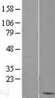 BANF1 Human Over-expression Lysates NM_001143985