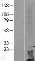 ls008818 dpm2 human over expression lysates nm 003863 wb testing 1