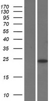 SAP30 Human Over-expression Lysates NM_003864