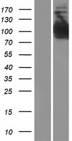 INPP4B Human Over-expression Lysates NM_001101669