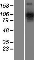 ls008828 nrp2 human over expression lysates nm 201267 wb testing 3