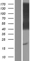 ls008832 cd84 human over expression lysates nm 001184879 wb testing 1