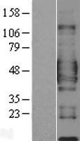 ls008832 cd84 human over expression lysates nm 003874 wb testing 3
