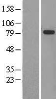 ls008833 gmp synthase gmps human over expression lysates nm 003875 wb testing 1