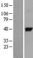 ls008836 ggh human over expression lysates nm 003878 wb testing 1