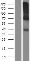 ls008838 ccn6 human over expression lysates nm 003880 wb testing 1